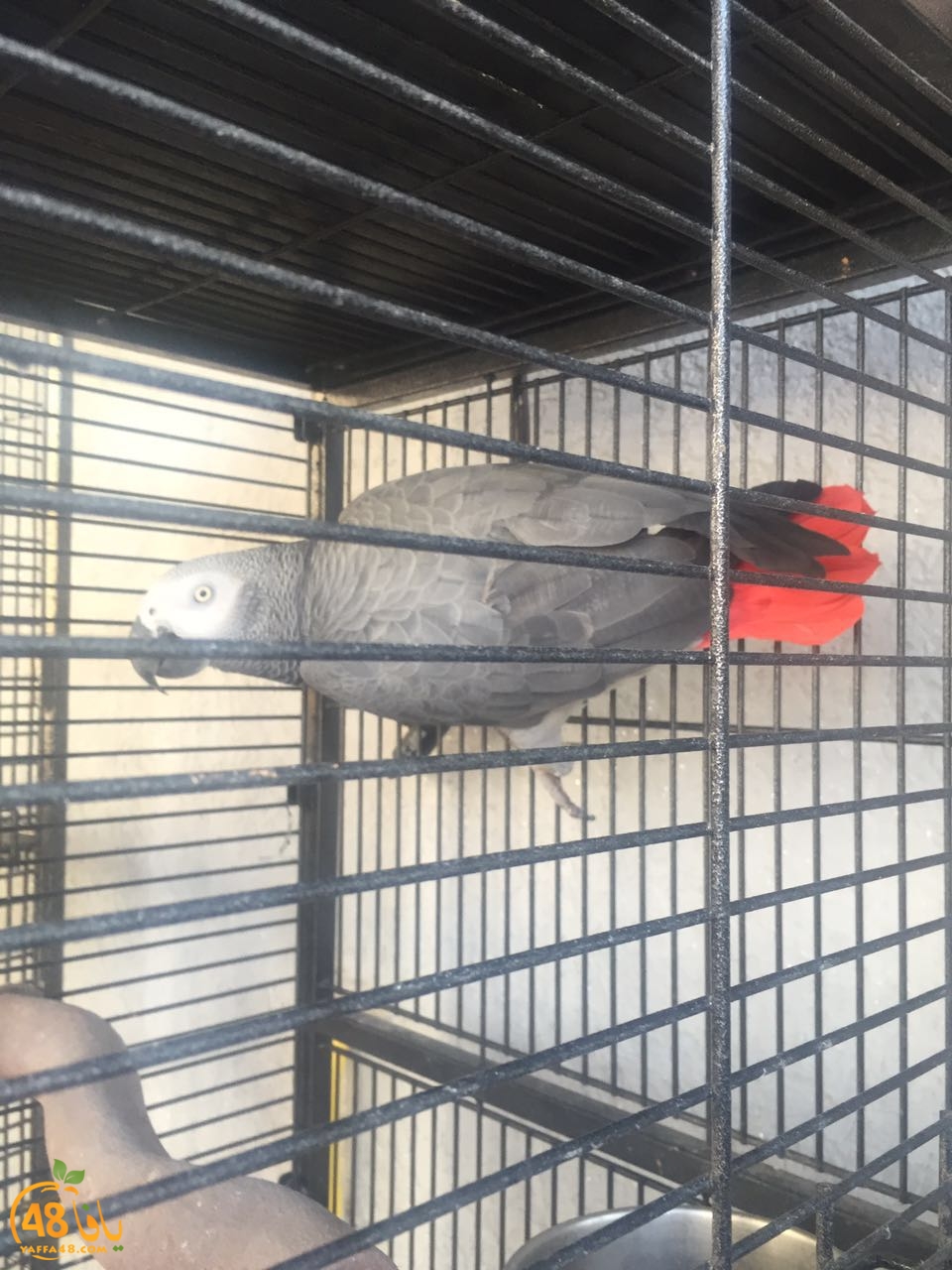 zohdy 3ashor (19).jpg